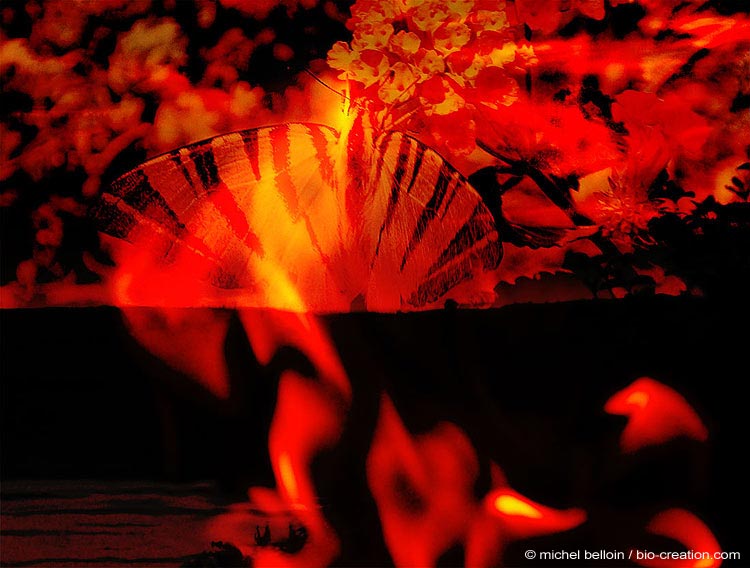 flambe
