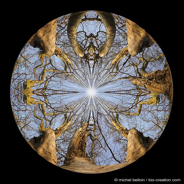 spherarbre