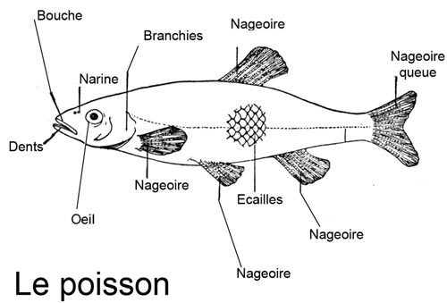 poisson