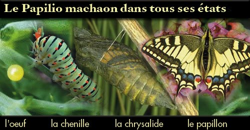 http://www.bio-creation.com/blog/wp-content/uploads/2008/04/montage-machaon1.jpg