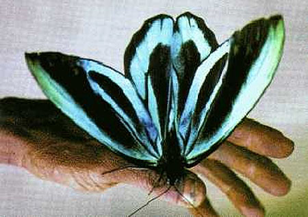 Ornithoptera alexandrae