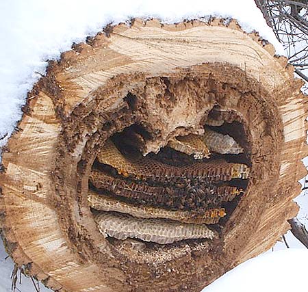 Les Ruches en apiculture naturelle et sauvage - découverte sur les