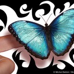 imago Morpho peleide