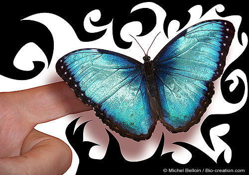 imago Morpho peleide