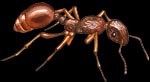 myrmica-rubra