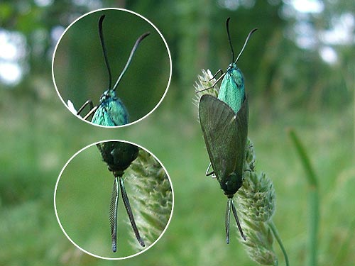 male-femelle-detail