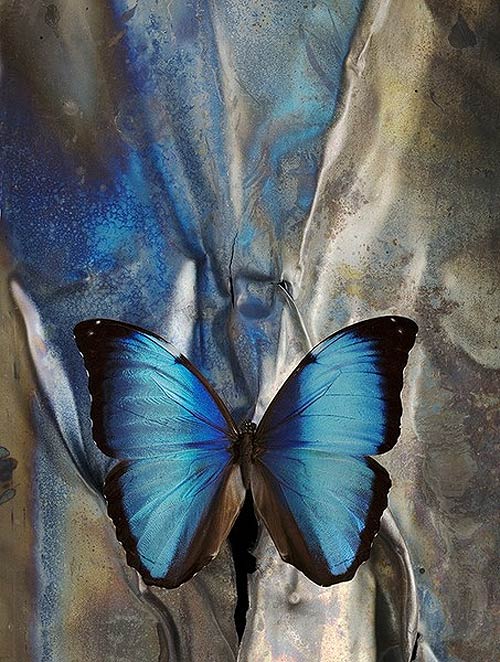 morpho