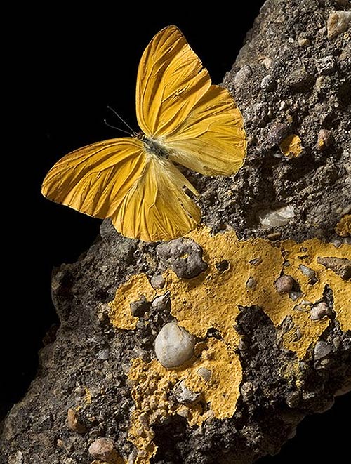 papillon-jaune