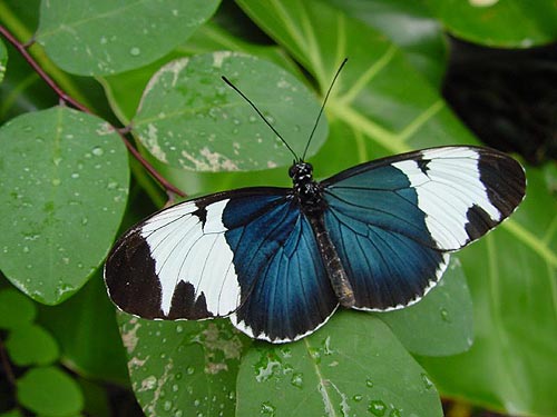 Heliconius sapho