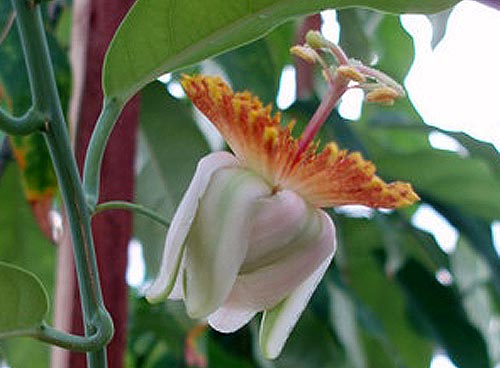 passiflorea pittieri