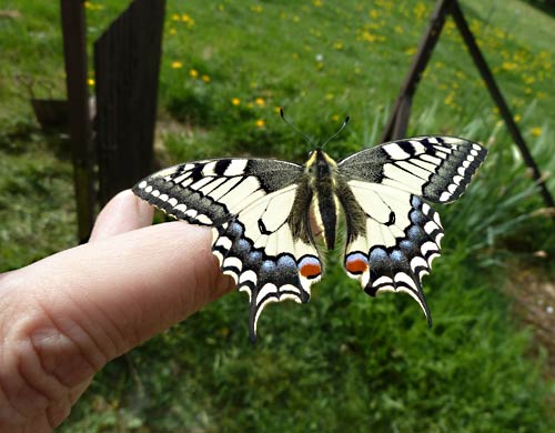 papilio-machaon