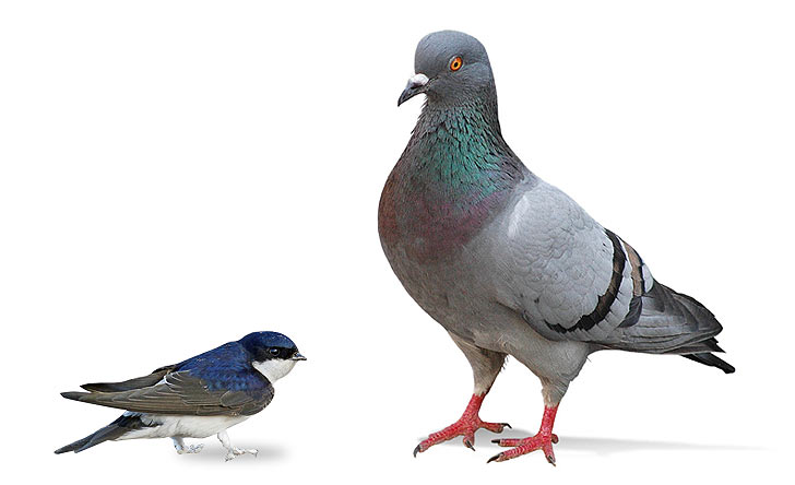 Pigeon-hirondelle