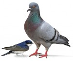 Pigeonhirondelle