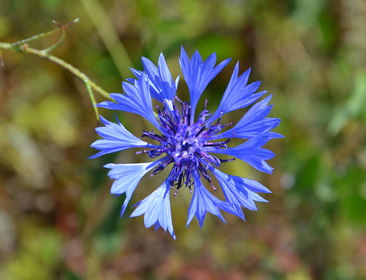 bleuet des champs - Centaurea cyanus