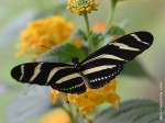 imago de l'Heliconius charithonia