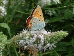 lycaena dispar ©jeffdelonge