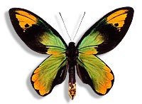 ornithoptera victoria