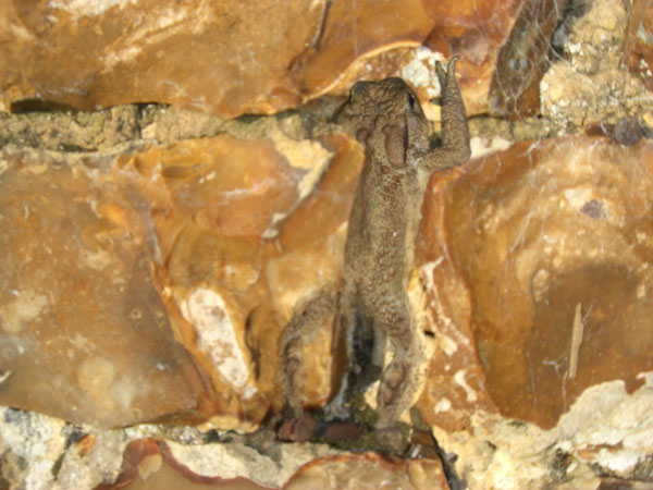 crapaud silex