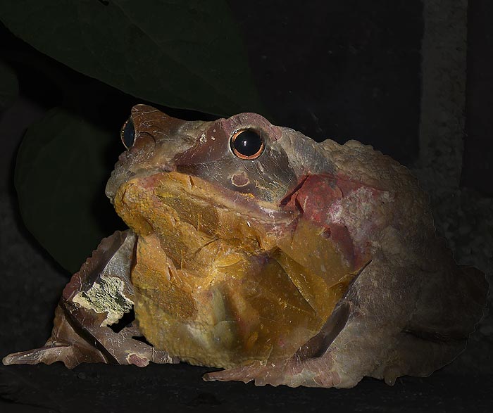 crapaud