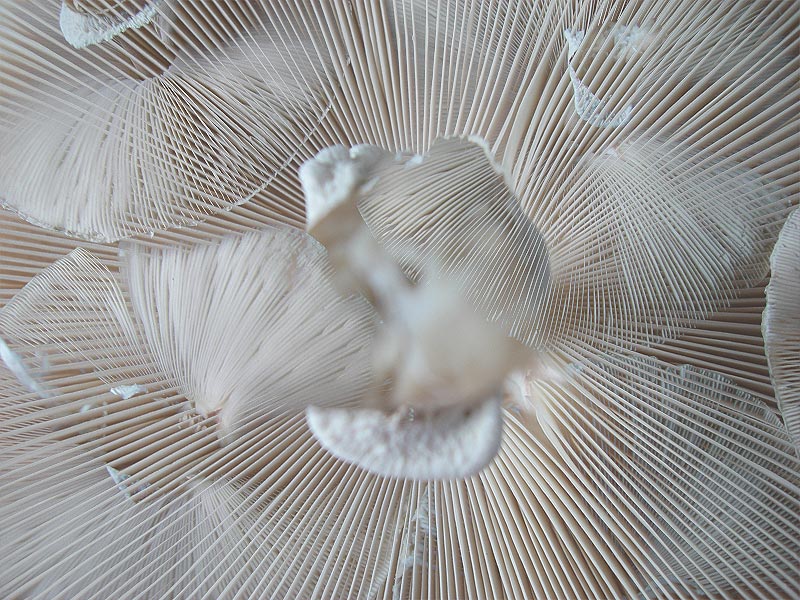 coulemelles