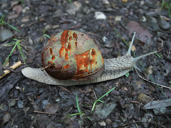 armée vegetale