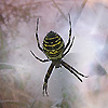 araignée