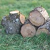 pti arbre