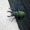 cerf volant