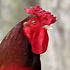 coqacola