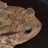 crapaud
