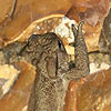 crapaud silex