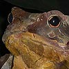 crapaud silex