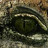 croco