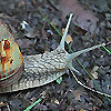 escargot