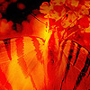 flambe