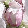 fleur de pommier