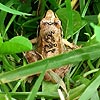 grenouille