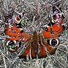 papillon