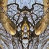 spherarbre