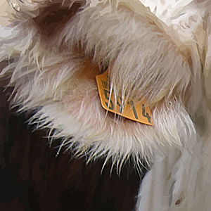 oreille vache 5914