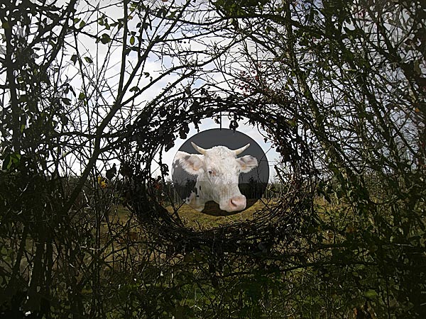ronnd vache