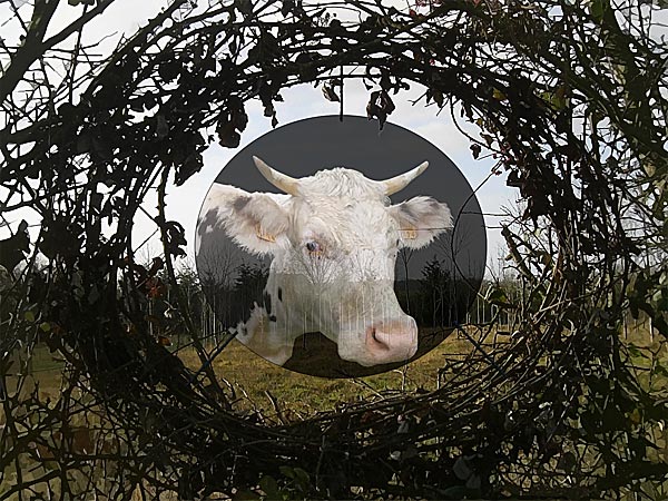 rond vache